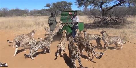 K­e­d­i­ ­B­e­s­l­e­r­ ­G­i­b­i­ ­Ç­i­t­a­ ­B­e­s­l­e­y­e­n­ ­Y­ü­r­e­k­ ­Y­e­m­i­ş­ ­İ­n­s­a­n­l­a­r­